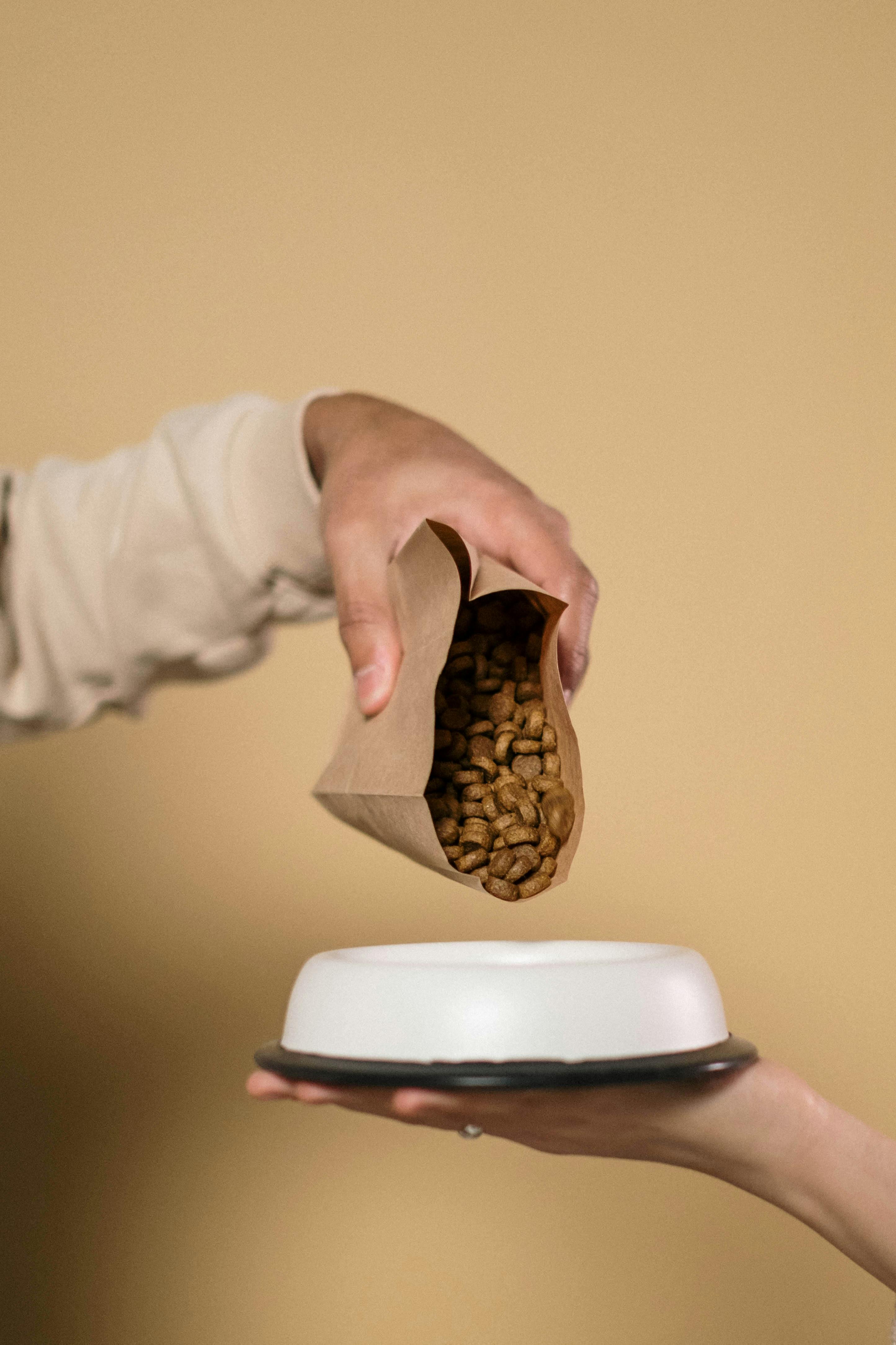 Retail-ready pet bowl feeding product scene